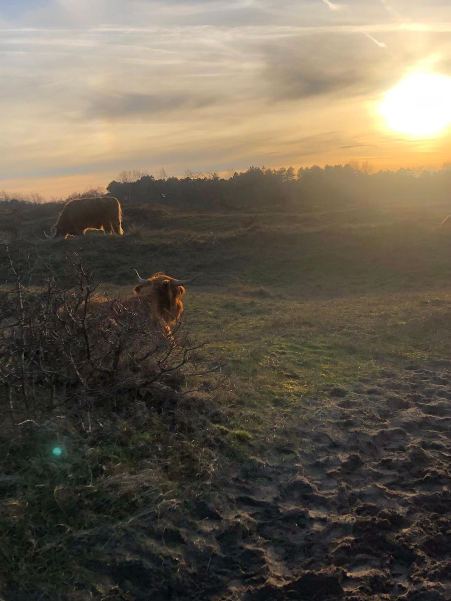 De Bosrand Grenzend Aan Het Bos Villa Castricum Dış mekan fotoğraf