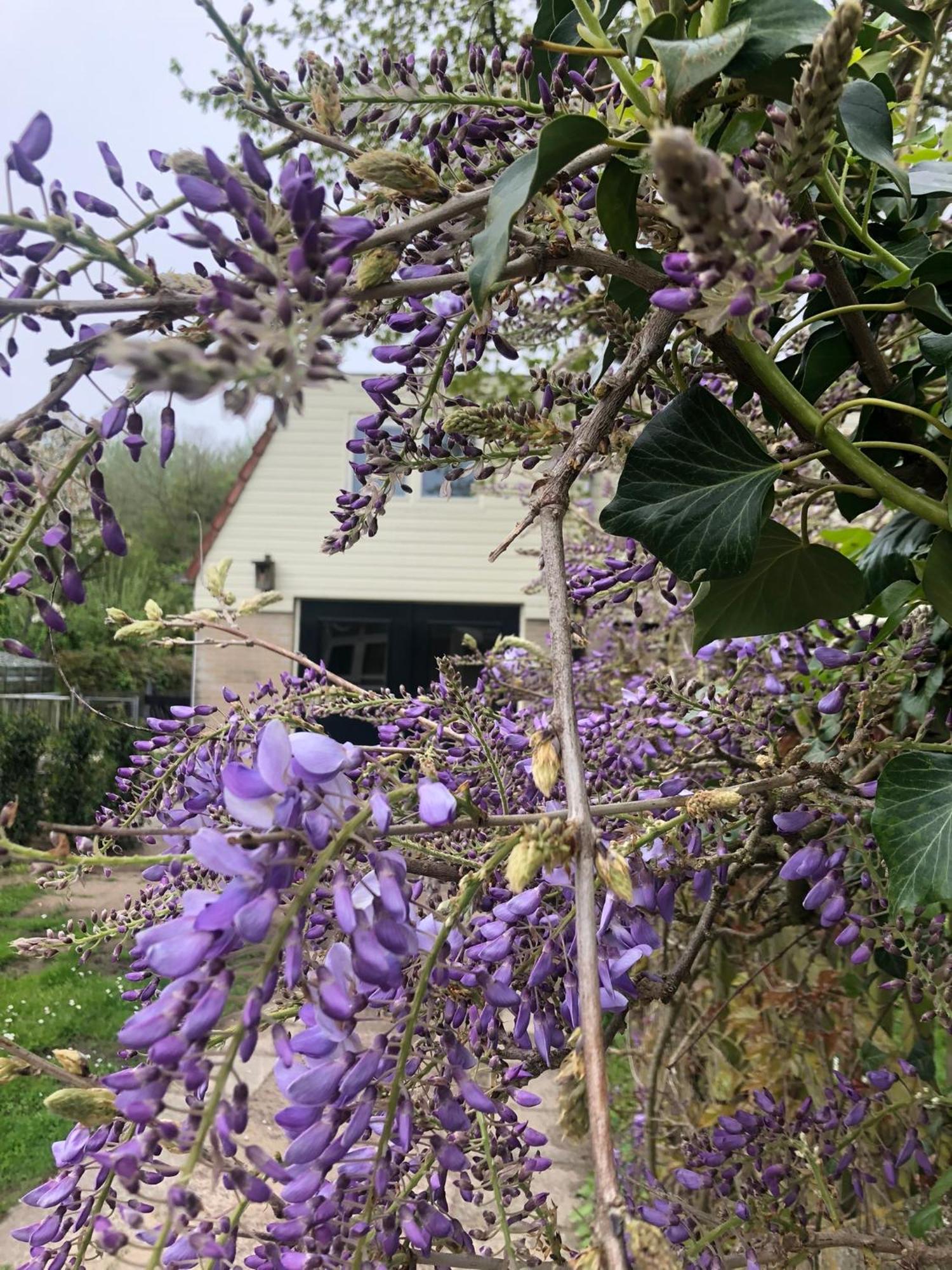 De Bosrand Grenzend Aan Het Bos Villa Castricum Dış mekan fotoğraf